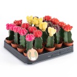 Κάκτος Εμβολιασμένος Κίτρινος (Gymnocalycium mihanovichii)