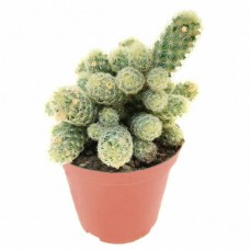 Κάκτος Μαμιλάρια Lemon-Mammillaria elongata 'Lemon' Φυτό