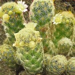 Κάκτος Μαμιλάρια Lemon-Mammillaria elongata 'Lemon' Φυτό