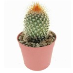 Κάκτος Μαμιλάρια-Mammillaria spinosissima f. rubrispina