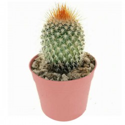Κάκτος Μαμιλάρια-Mammillaria spinosissima f. rubrispina