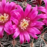 Κάκτος Μαμιλάρια-Mammillaria spinosissima f. rubrispina
