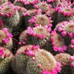 Κάκτος Μαμιλάρια-Mammillaria spinosissima f. rubrispina