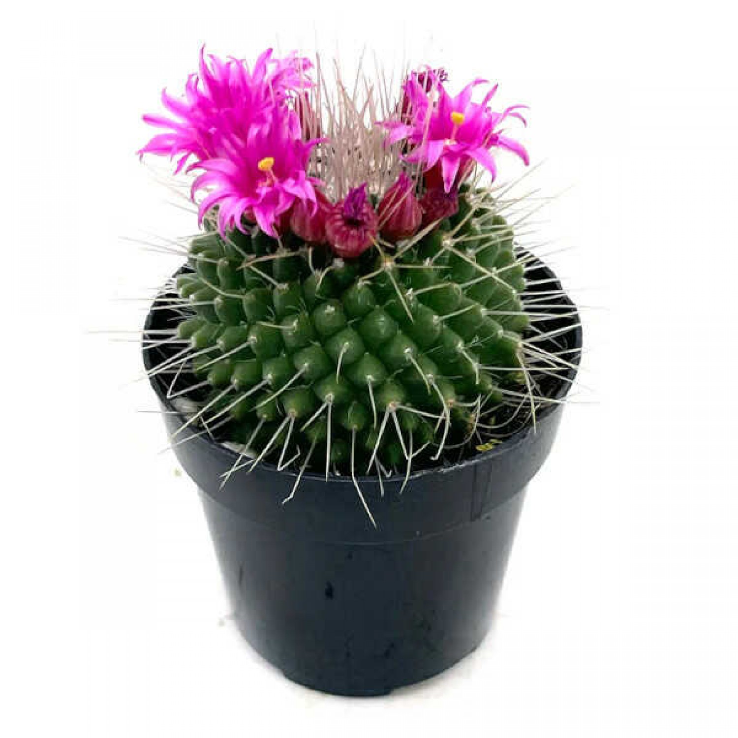 Κάκτος Μαμιλάρια Un Pico-Mammillaria spinosissima 'Un Pico'