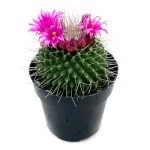 Κάκτος Μαμιλάρια Un Pico-Mammillaria spinosissima 'Un Pico'