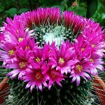 Κάκτος Μαμιλάρια Un Pico-Mammillaria spinosissima 'Un Pico'