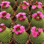 Κάκτος Μαμιλάρια Un Pico-Mammillaria spinosissima 'Un Pico'