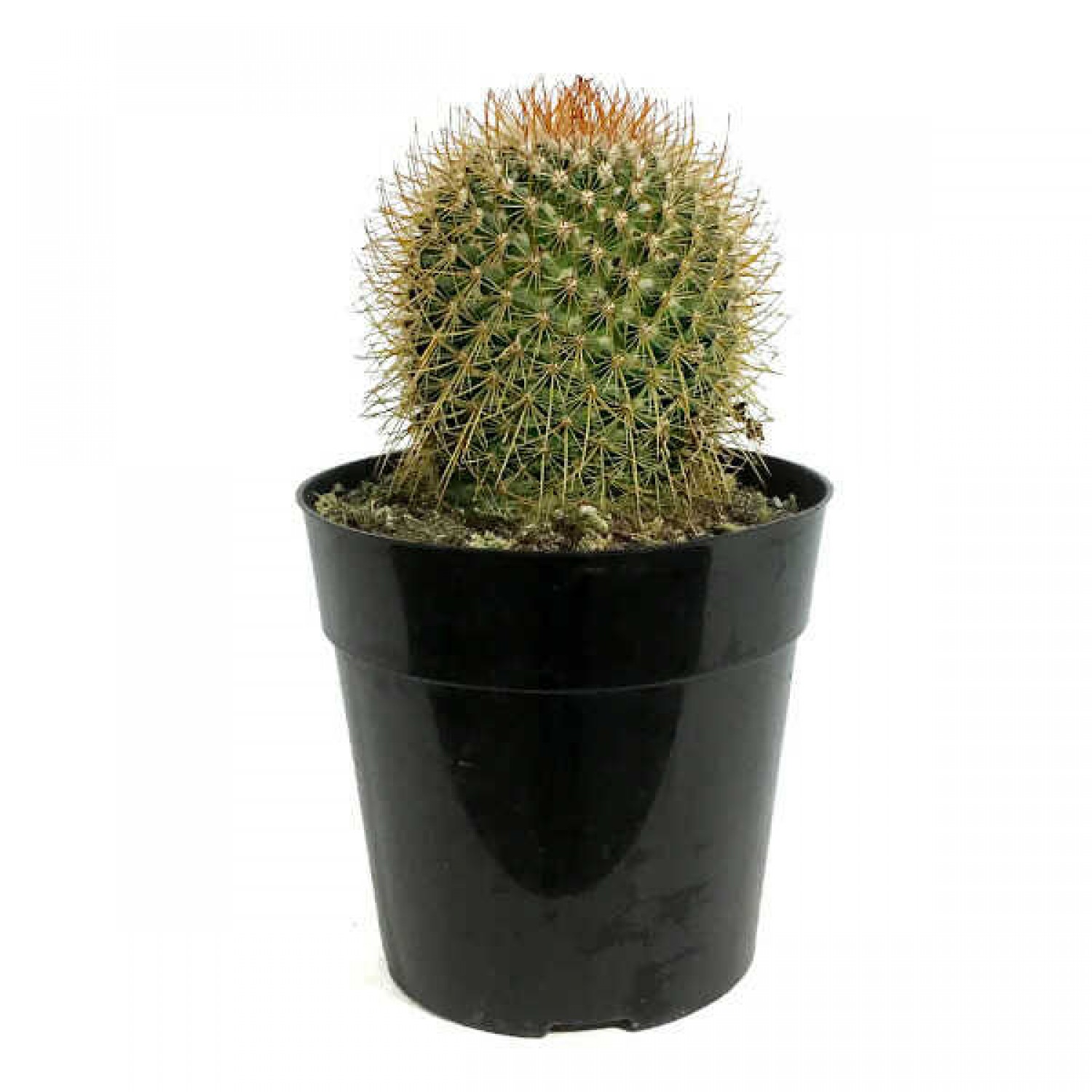 Lemon Ball Cactus (Mammillaria pringlei) Plant