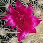 Lemon Ball Cactus (Mammillaria pringlei) Plant