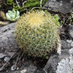 Lemon Ball Cactus (Mammillaria pringlei) Plant