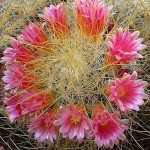 Lemon Ball Cactus (Mammillaria pringlei) Plant