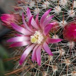 Μαμιλάρια magnifica Κάκτος (Mammillaria magnifica) Φυτό