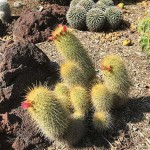 Μαμιλάρια magnifica Κάκτος (Mammillaria magnifica) Φυτό