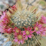 Μαμιλάρια magnifica Κάκτος (Mammillaria magnifica) Φυτό