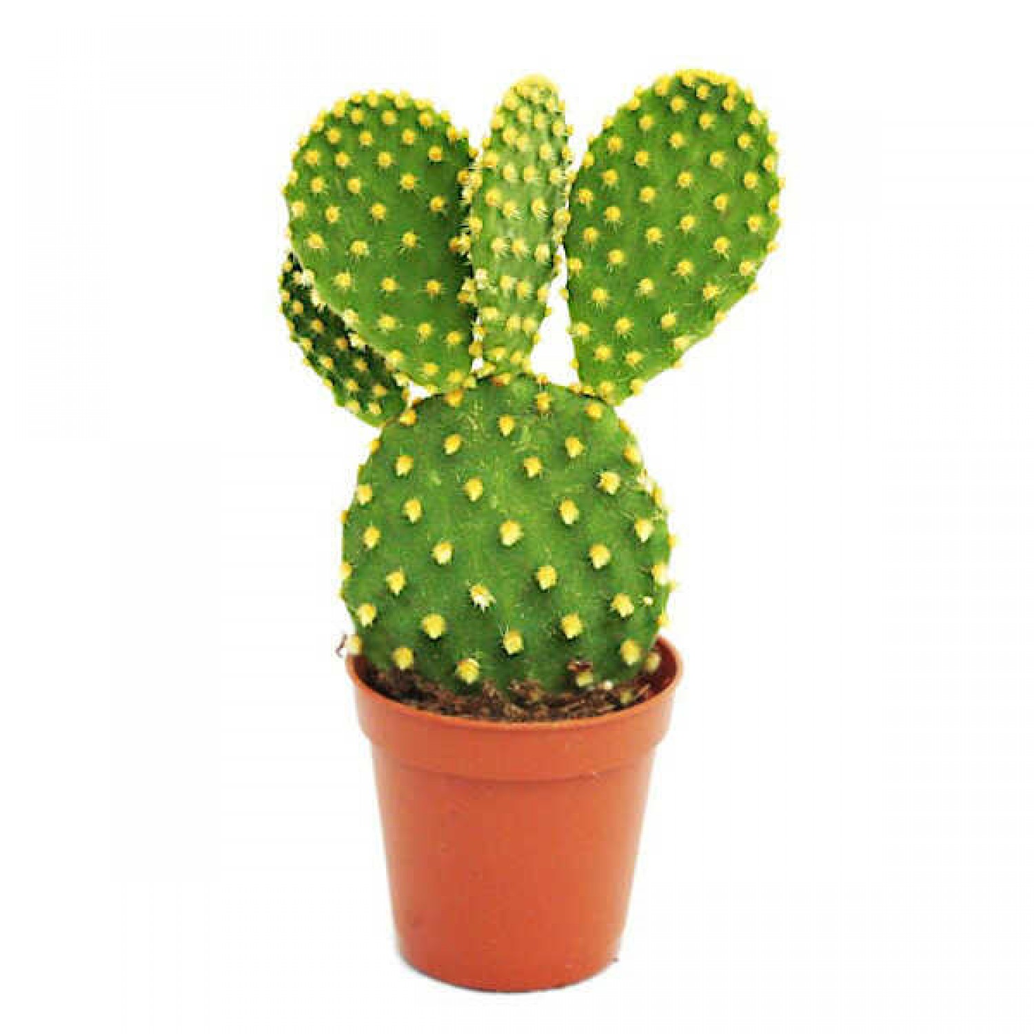 Yellow Rabbit Ear Cactus (Opuntia microdasys-Yellow)