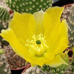 Yellow Rabbit Ear Cactus (Opuntia microdasys-Yellow)
