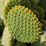 Yellow Rabbit Ear Cactus (Opuntia microdasys-Yellow)