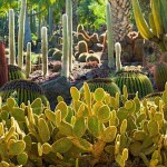 Yellow Rabbit Ear Cactus (Opuntia microdasys-Yellow)