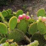Yellow Rabbit Ear Cactus (Opuntia microdasys-Yellow)