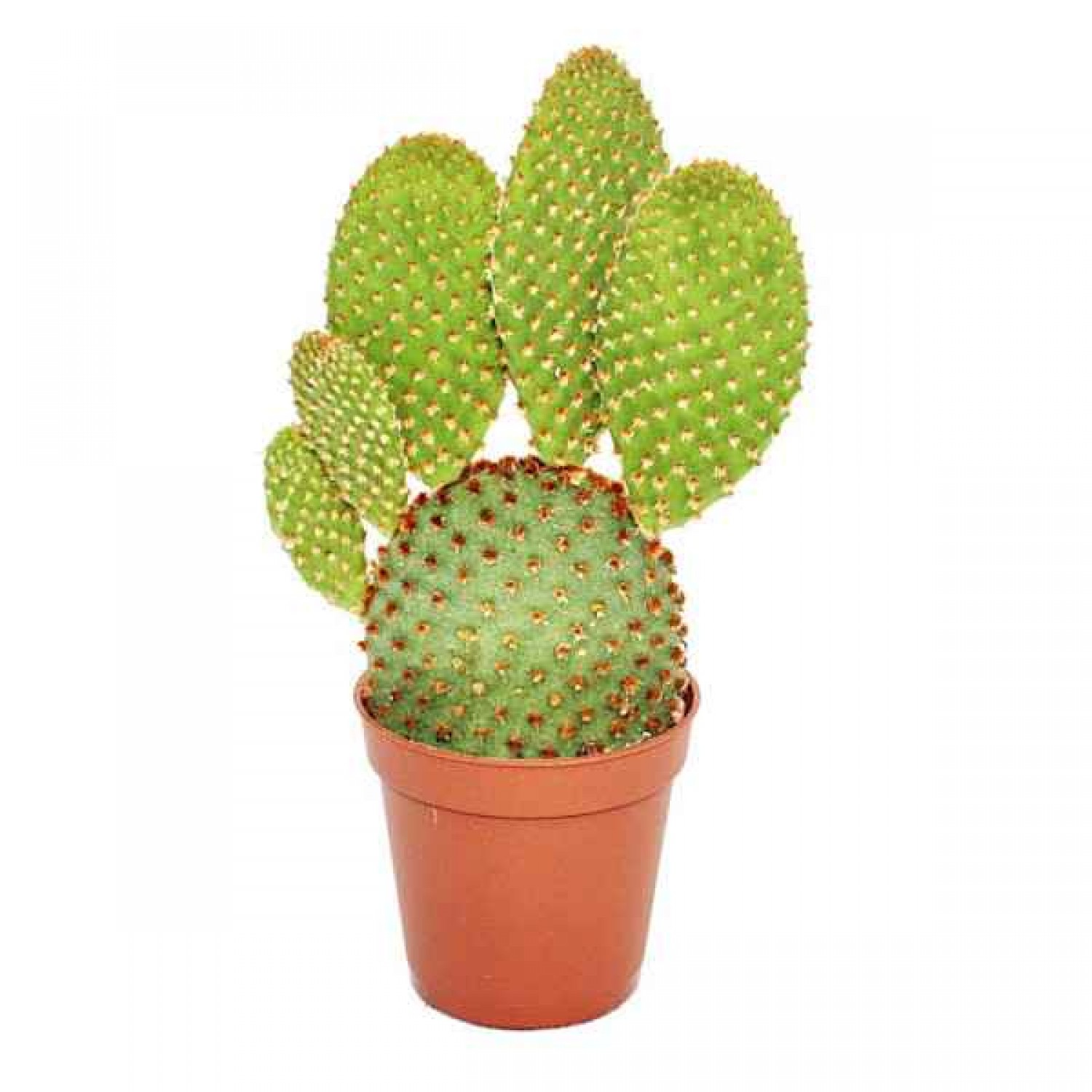 Cactus Red Bunny Ears (Opuntia rufida) Plant