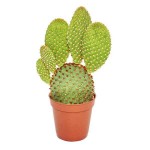 Cactus Red Bunny Ears (Opuntia rufida) Plant
