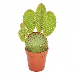 Οπουντία Κόκκινη Κάκτος (Opuntia rufida) Φυτό