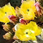 Cactus Red Bunny Ears (Opuntia rufida) Plant