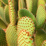 Cactus Red Bunny Ears (Opuntia rufida) Plant