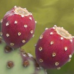 Cactus Red Bunny Ears (Opuntia rufida) Plant