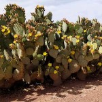 Cactus Red Bunny Ears (Opuntia rufida) Plant