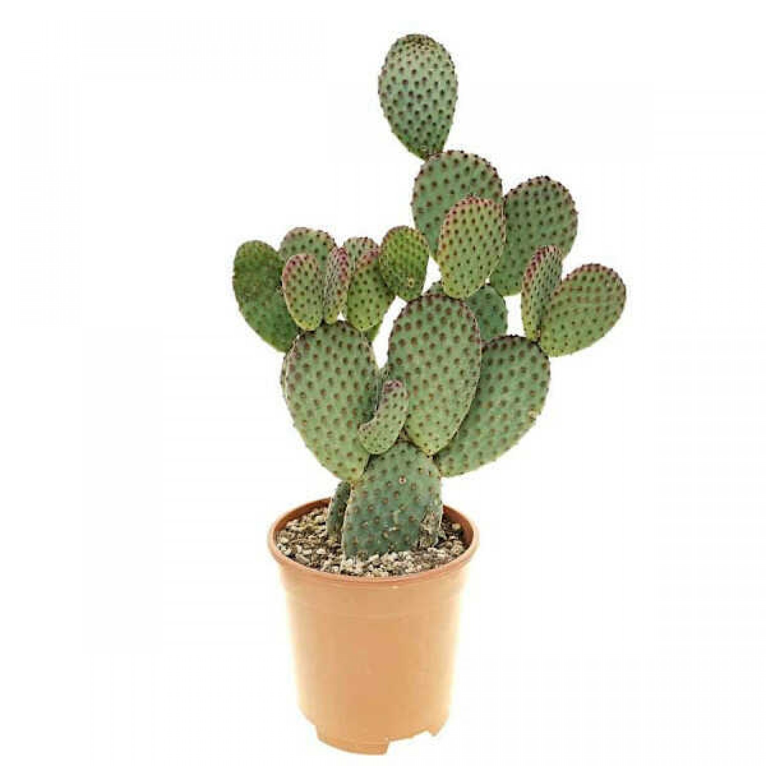 Οπουντία Indigo Κάκτος-Opuntia microdasys Rufida Indigo