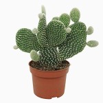 Οπουντία Albispina Κάκτος-Opuntia microdasys Albispina