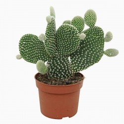 Οπουντία Albispina Κάκτος-Opuntia microdasys Albispina
