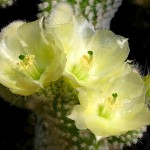 Οπουντία Albispina Κάκτος-Opuntia microdasys Albispina