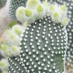 Οπουντία Albispina Κάκτος-Opuntia microdasys Albispina