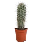 Κάκτος Παχυκηρεύς pringlei (Pachycereus pringlei) Φυτό