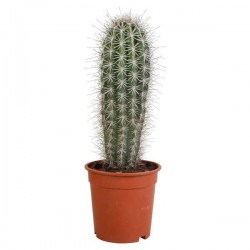 Κάκτος Παχυκηρεύς pringlei (Pachycereus pringlei) Φυτό