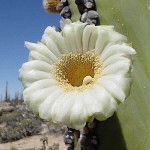 Κάκτος Παχυκηρεύς pringlei (Pachycereus pringlei) Φυτό