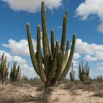 Κάκτος Παχυκηρεύς pringlei (Pachycereus pringlei) Φυτό