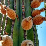 Κάκτος Παχυκηρεύς pringlei (Pachycereus pringlei) Φυτό
