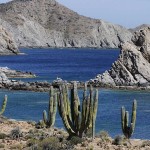 Κάκτος Παχυκηρεύς pringlei (Pachycereus pringlei) Φυτό