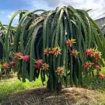 Dragon Fruit Cactus Selenicereus undatus-Hylocereus undatus