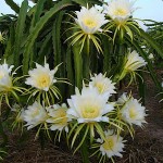 Dragon Fruit Cactus Selenicereus undatus-Hylocereus undatus