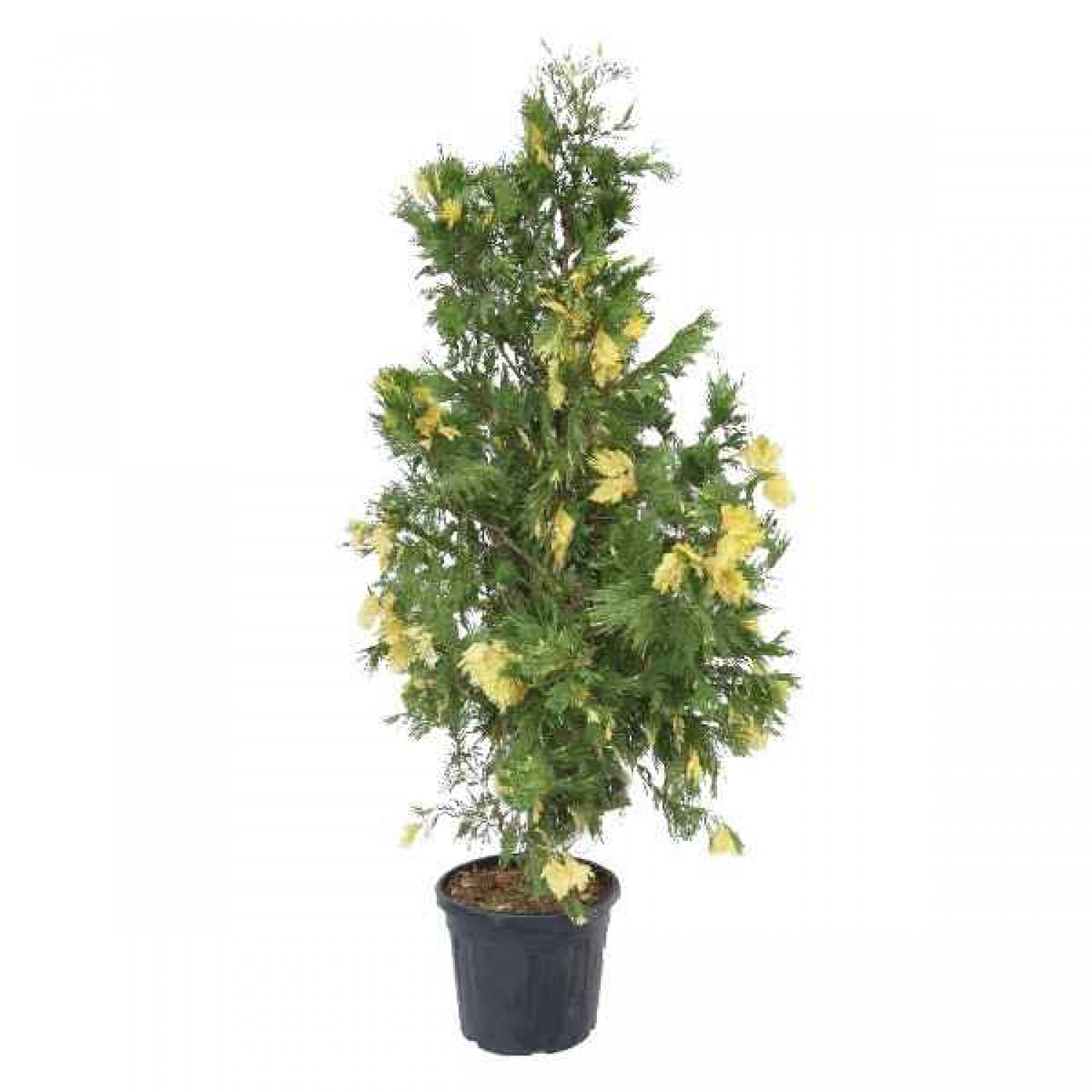 Variegated Incense Cedar-Calocedrus decurrens Aureovariegata