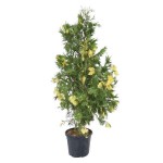 Variegated Incense Cedar-Calocedrus decurrens Aureovariegata