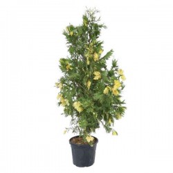 Καλόκεδρος Πανασέ-Calocedrus decurrens 'Aureovariegata'