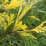 Variegated Incense Cedar-Calocedrus decurrens Aureovariegata