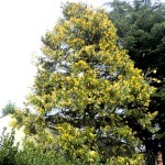 Variegated Incense Cedar-Calocedrus decurrens Aureovariegata