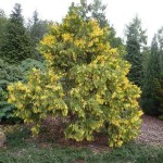 Variegated Incense Cedar-Calocedrus decurrens Aureovariegata