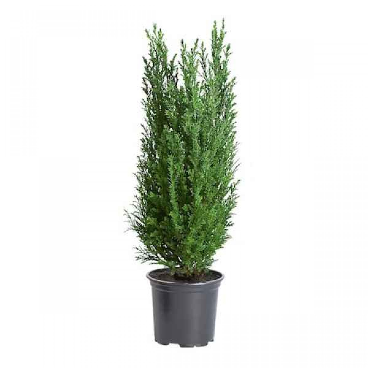 Κυπαρίσσι Ελγούντι (Chamaecyparis lawsoniana 'Ellwoodii')